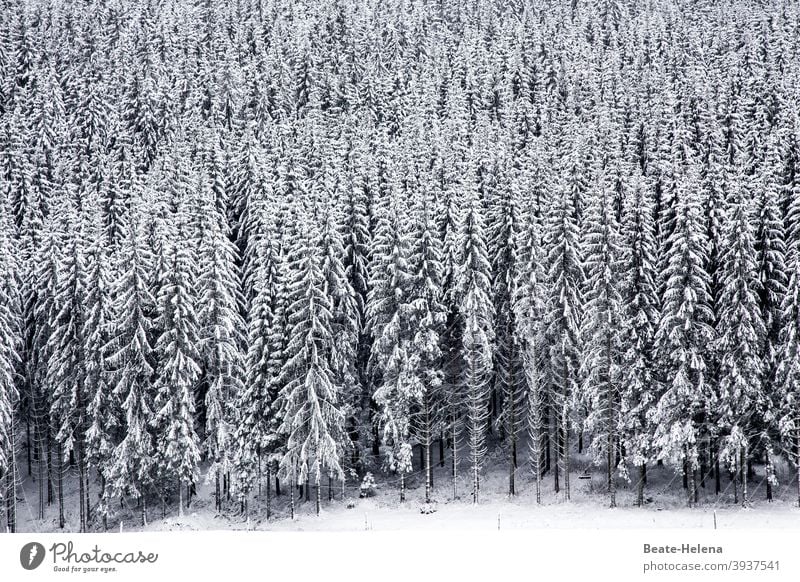 In the black and white forest: snow covered fir trees in the black forest black-and-white Forest Snow snow-covered Fir tree Winter Ice Snowscape Nature Tree