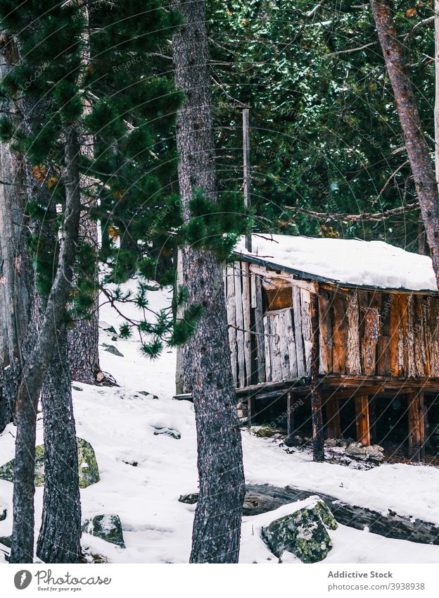 Lonely wooden house in snowy coniferous forest in winter tree nature woods cabin lush woodland spruce evergreen shabby serene calm frost harmony pine silent