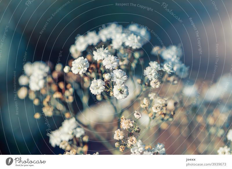 Dainty gypsophila flowers, partly faded, weak depth of field Baby's-breath Blossom Plant White Colour photo Nature Decoration Close-up Flower Day Romance Simple