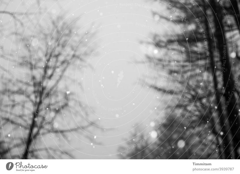 Winter gloom trees Bleak Black White Black & white photo Deserted Cold Exterior shot snowflakes Snowfall Sky Gray