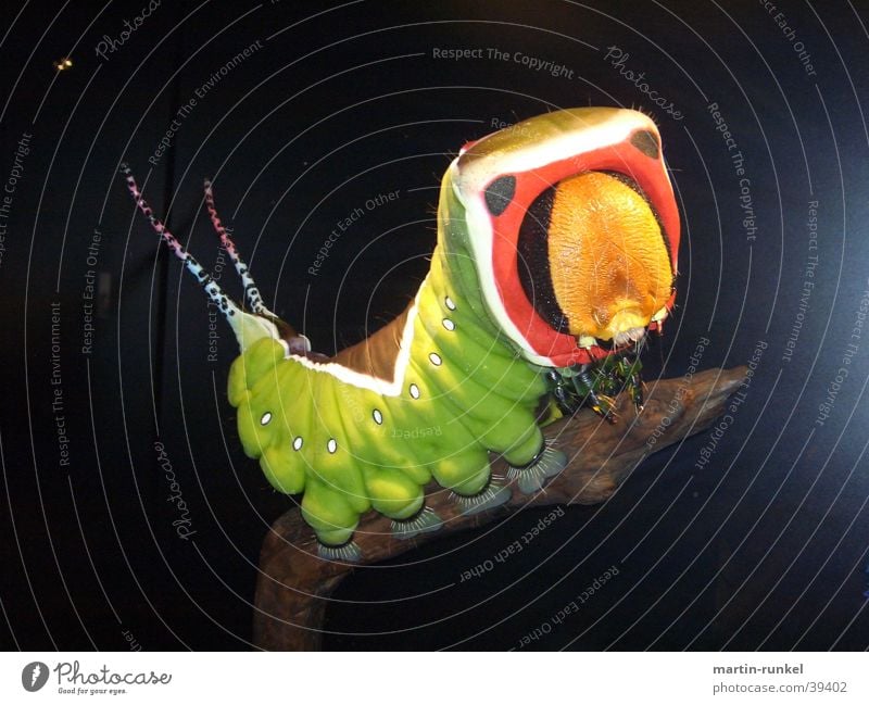 giant rainbow caterpillar