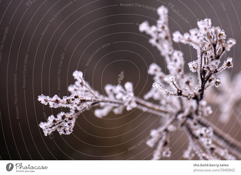 Plant in frost Frost Winter Cold Hoar frost Frozen Nature Close-up Crystal structure Colour photo Exterior shot Ice crystal White Deserted