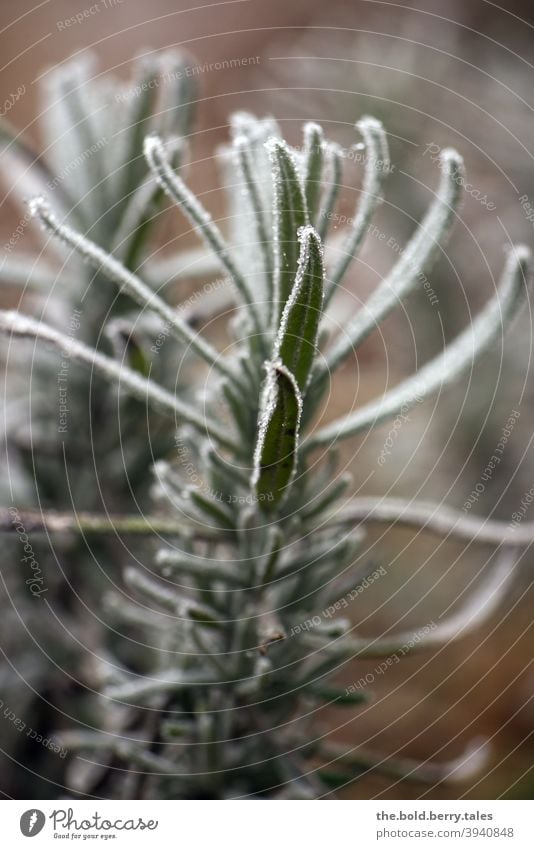 Frost lavender Lavender Plant Nature Colour photo Deserted Close-up Shallow depth of field Exterior shot Day Winter Cold naturally