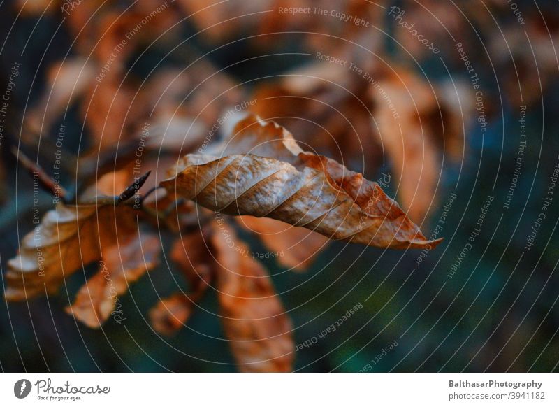 Beech - Autumn Tree Leaf Branch Beech tree Orange Forest Nature Dark Autumnal colours Environment Brown naturally Plant Twig Transience Shallow depth of field