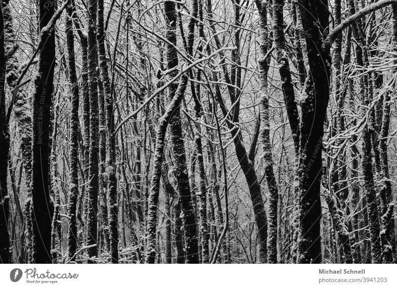 Trees after a snowfall trees Forest Nature Landscape Exterior shot Deserted Calm Winter Winter forest winter weather Snow Cold Winter mood Winter's day