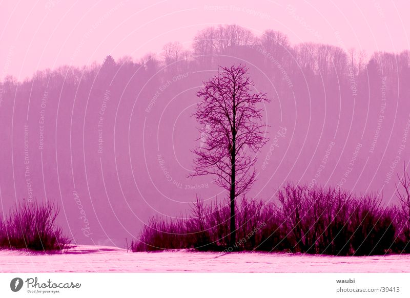 Purple Winter Tree Forest Twilight Calm Sadness