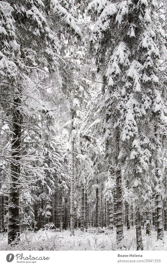 Caution: Danger of snow breaking! Winter Winter forest Winter vacation Black Forest Snowfall Exterior shot Cold Winter mood White Winter's day Frost Landscape