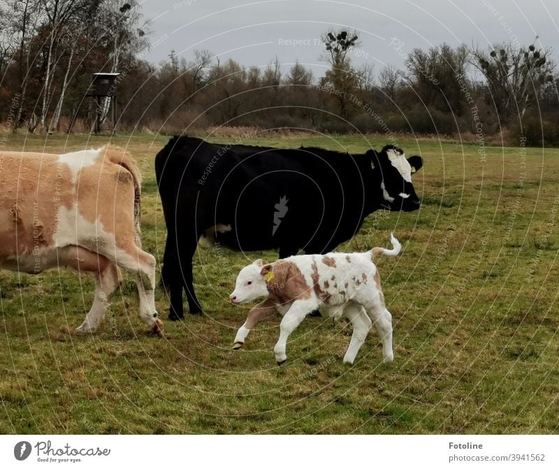 Playtime - or a little calf romping around the adult cattle Calf Calves Cow Cattle Animal Agriculture Farm animal Willow tree Meadow Exterior shot Nature Grass