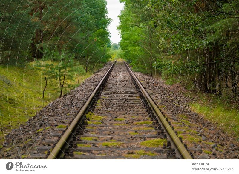 old railway track,at the end of the routes completely grown with trees , selective sharpness Track track bed rails railroad iron rust railway sleepers Forest