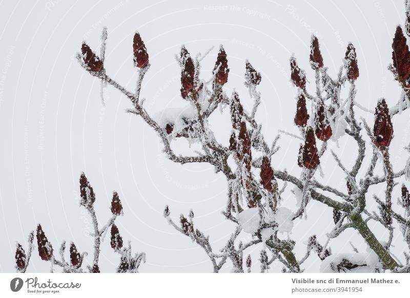 nature in winter tree snow plant weather covered ice background season cold tree branch closeup bud leaf freeze garden macro frost green detail peach frosty