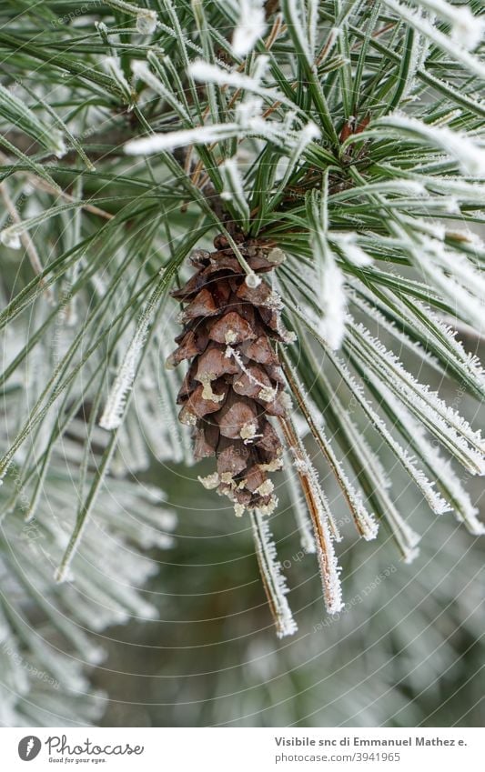 Evergreen Pine Branches With Cones Under The Snow, Winter Trees In