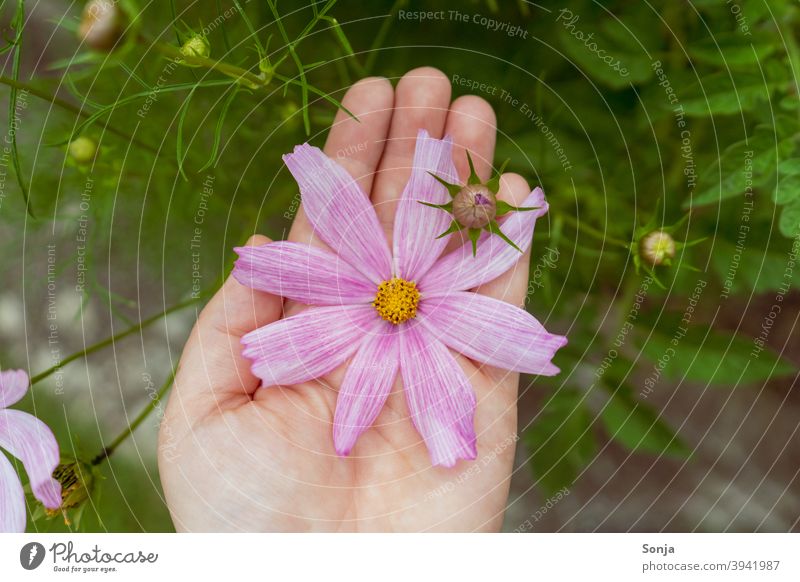 Female hand holding a pink flower Blossom Pink Flower Plant Summer pretty Blossoming Exterior shot Colour photo Close-up Detail Nature Garden Blossom leave Day