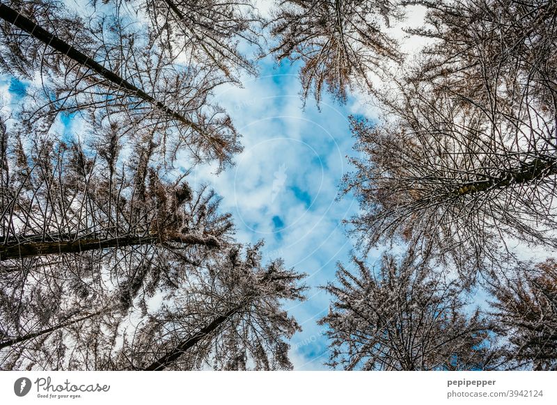 Trees photographed from frog perspective trees Worm's-eye view Nature Forest Exterior shot Environment Deserted Colour photo Day Tree trunk Sky