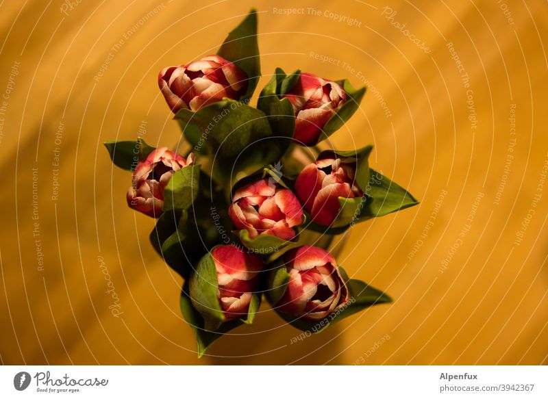 bee perspective tulips Tulip blossom bouquet of tulips Spring Blossoming Bouquet Colour photo Flower Interior shot Decoration Plant Leaf Nature Deserted