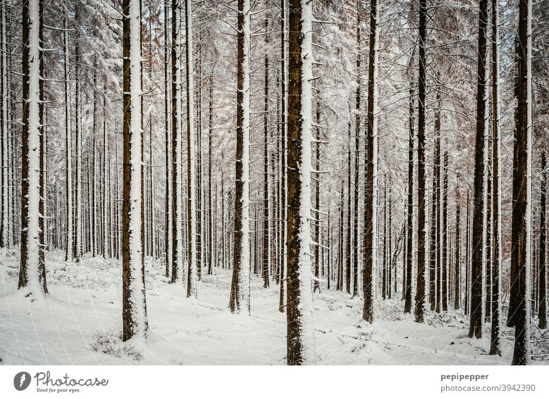 Forest in winter with snow on the tree trunks Winter Snow Tree Cold Ice Frost Nature Exterior shot Deserted Loneliness Clearing Woodground Forest walk