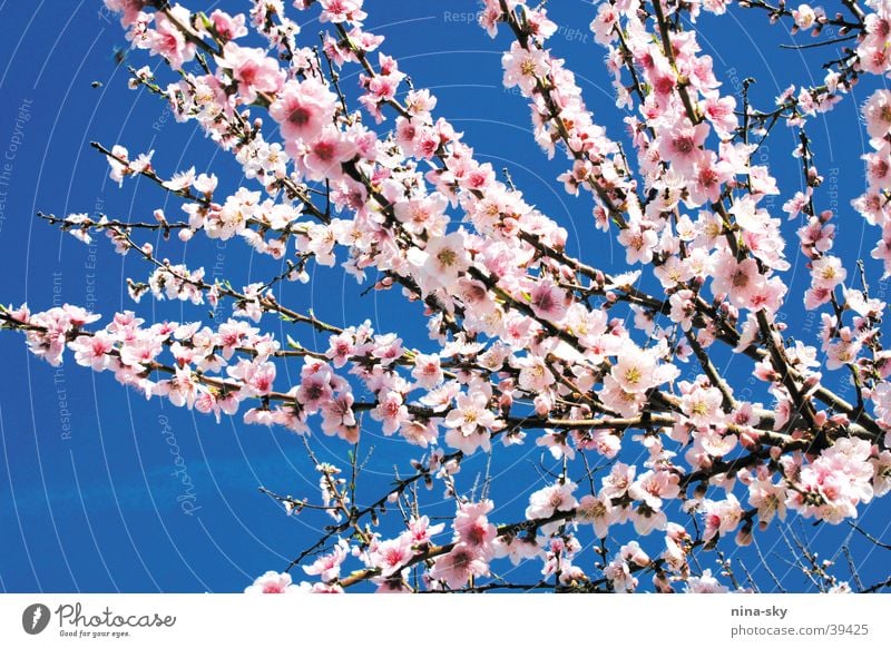bömkes Flower Blossom Tree Pink Soft Air Bee Sky Blue Branch