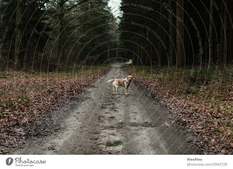 A blond Labrador stands on a forest path and looks around for his master Dog Blonde Forest off Stand Wait look around Autumn Winter Halter trees Idyll foliage