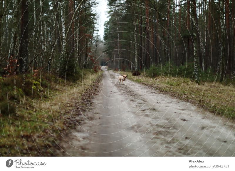 Ein blonder Labrador läuft auf einem Waldweg freudig auf jemanden zu Pfad Hund Haustier Freude laufen draussen Baum Vegetation Bäume Stäucher Herbst Winter