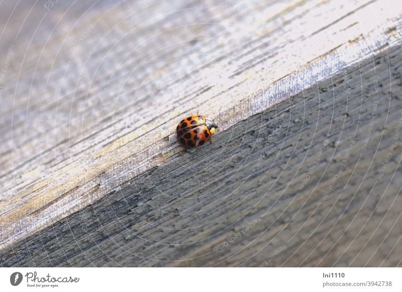 Helgiland II |Asian Ladybird Beetle Asian ladybird Good luck charm axyridine harmonica beneficial pest Garden Greenhouse Greenfly neck shield introduced