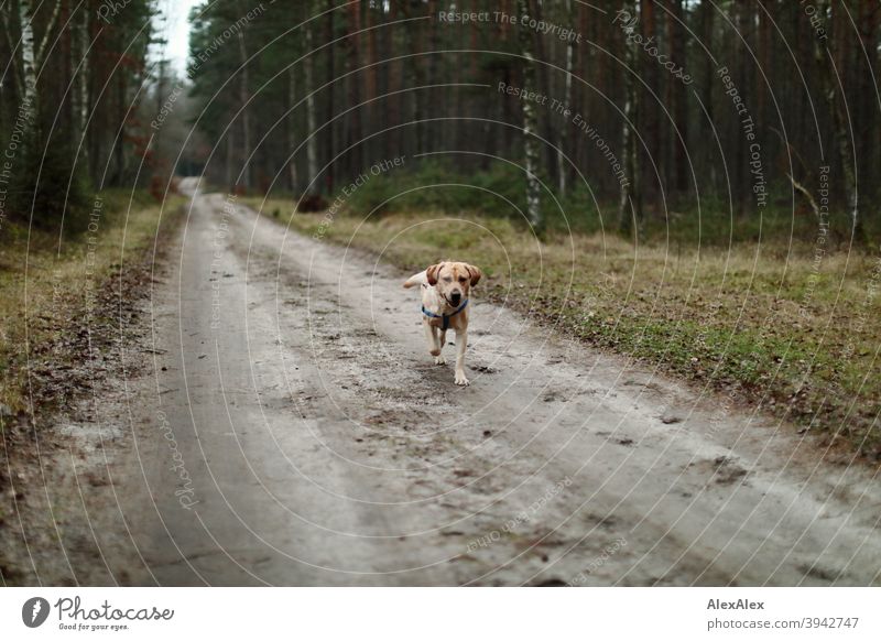 Ein blonder Labrador läuft auf einem Waldweg freudig auf jemanden zu Pfad Hund Haustier Freude laufen draussen Baum Vegetation Bäume Stäucher Herbst Winter