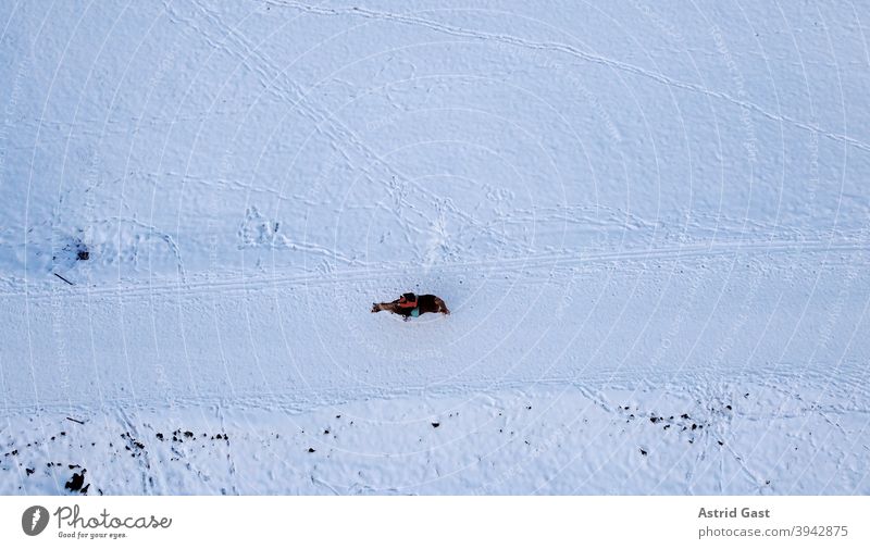 Aerial drone shot of lone female rider with horse in winter in snow Aerial photograph drone photo Horse Rider Equestrian sports Sports Winter Snow Bavaria