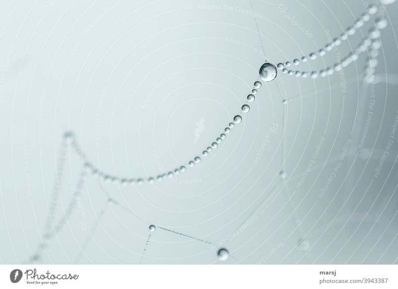 Water beads on spider web Mysterious Magnifying effect Drops of water Network Pearl necklace Trickle Dream Hang Work of art Art Nature Autumn Exceptional