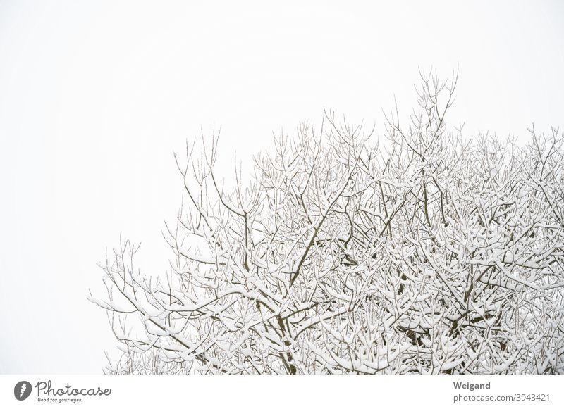 Branches with snow Twigs and branches Snow White Wihter Cold Weather Tree Treetop