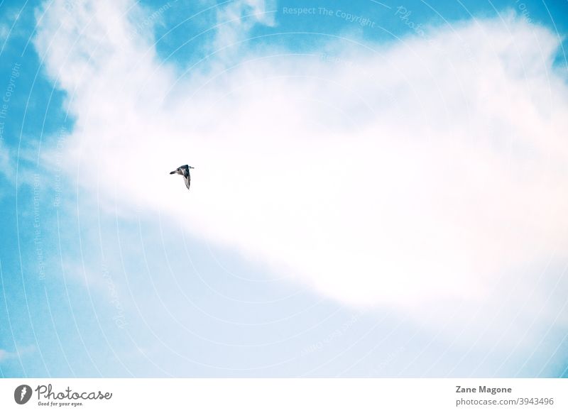 A lone bird flying on blue cloudy sky background - a Royalty Free Stock  Photo from Photocase