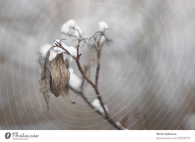 not fallen down plant snow winter leaf leaves dry frost dead branch berries bokeh brown ice december nature macro vintage vintage lens Latvia rusty color bright