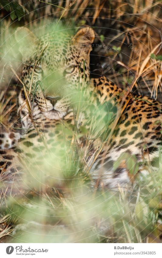 The African leopard lies hidden in the dense bushes. What a beautiful animal... Panther Namibia Safari Colour photo Animal Wild animal Nature Exterior shot