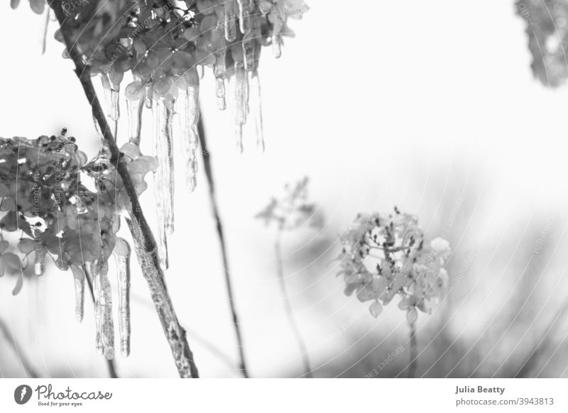 Limelight Hydrangea plants covered in snow and dripping wet icicles; black and white snow photo winter nature tree frost flower ice cold branch frozen sky