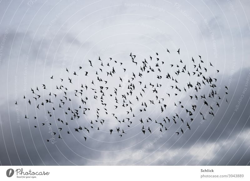 Many starlings in flight as a flock in front of cloudy sky birds Stare Flock Flock of birds Sky Clouds Aves Flying Bird Nature Exterior shot Group of animals