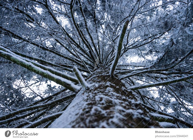 View upwards at the trunk of a snow covered fir tree Winter Snow Tree Sky Branch protective overhead Perspective Protection Above Tree trunk Nature Forest