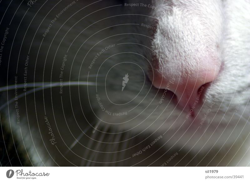 more homely Cat Snout Pelt White Animal Blur Hair and hairstyles Contrast