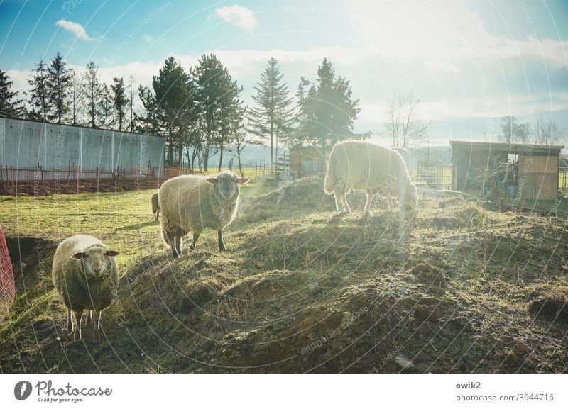 Promotion opportunities Sheep Animal Group of animals Landscape Nature Environment Observe Sunlight Back-light Sunbeam Long shot Panorama (View) Contrast Light