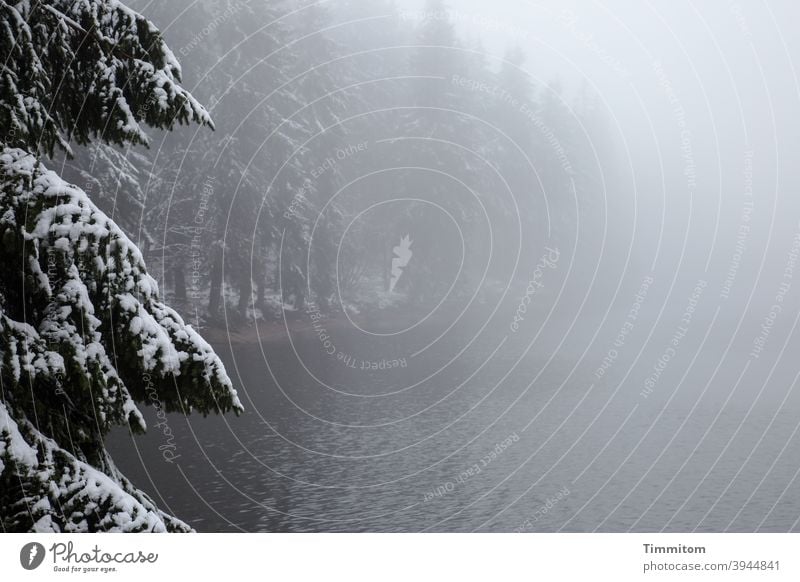 A defensible spruce watches over the wintry lake Lake Fog Winter Spruce Forest Mummelsee Lake Snow Nature Cold Deserted Colour photo