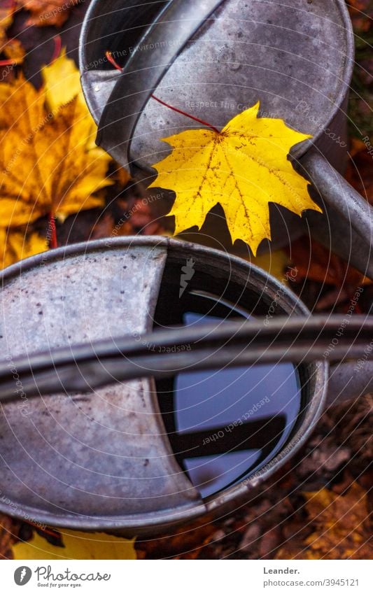 autumn leaf Autumn Autumnal watering cans Water Yellow Warm light Yellowness Autumnal colours Early fall Autumnal weather autumn mood out Garden Decoration