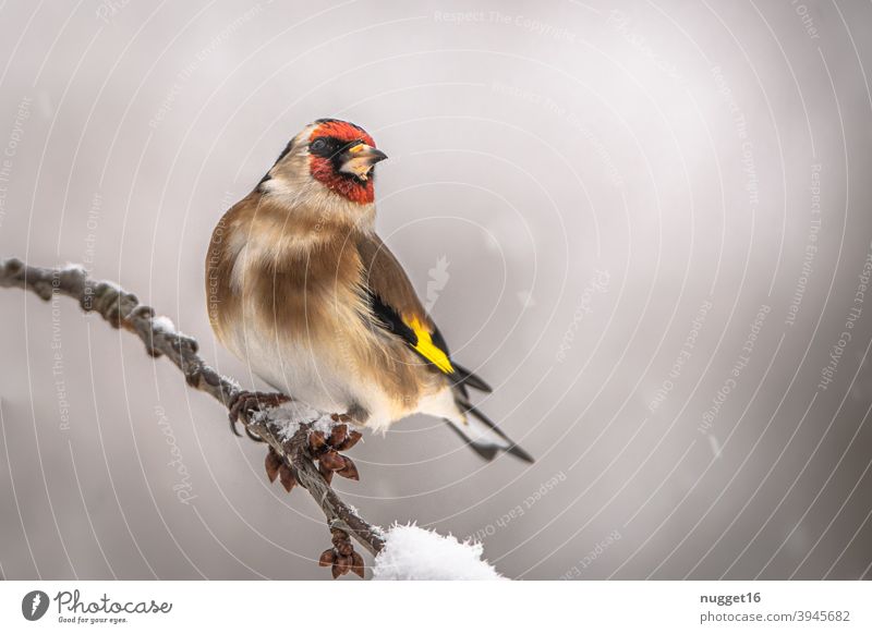 goldfinch / goldfinch on branch Bird Nature Animal Exterior shot Colour photo 1 Wild animal Animal portrait Environment naturally Day Deserted