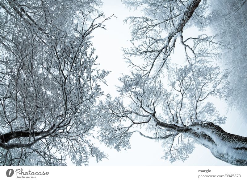 Trees in winter with the view to the sky trees Snowfall Foliage plant Treetop Together Attachment Relaxation Winter mood Winter forest Colossus Contrast