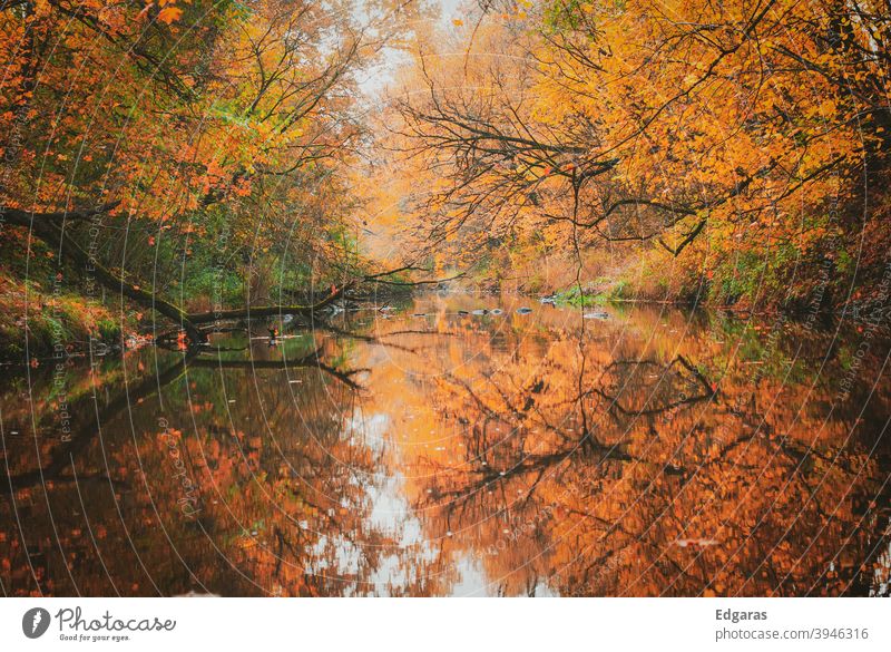 Autumn colors and reflection on the water fall Autumnal colours Autumn leaves Exterior shot Autumnal weather Early fall Autumnal landscape Leaf Colour photo