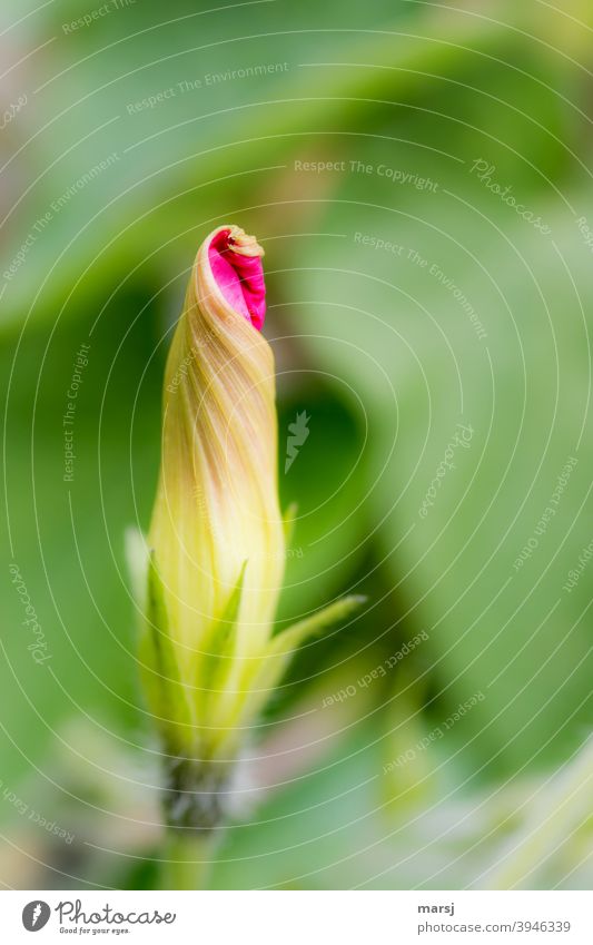 Spring Fever. An opening winch blossom, presenting a little bit of its future beauty. Morning glory Blossom Plant Summer Nature Life Harmonious Spiral