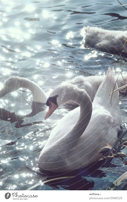 swan lake Swan White Water Lake sparkle Sunlight reflection daintily pretty Aesthetics Swan Boy Elegant Mute swan reflective Graceful gooseneck Young animals