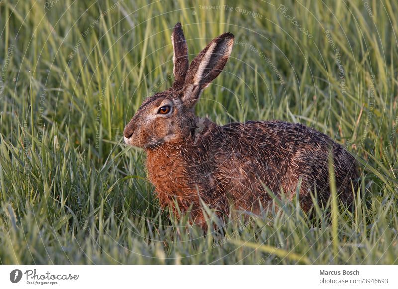 Feldhase, Lepus europaeus, European hare Barthaar Circus aeruginosus Europaeische European Hare European shed Gras Gruenzeug Nager Nagetier Ohr Pflanze