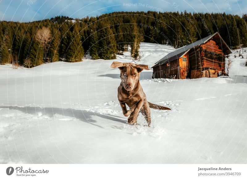 a Labrador dog has fun in the snow Labrador retriever Dog ears Animal Pet Animal portrait Exterior shot Joy Brown Deserted Nature Happy Copy Space left