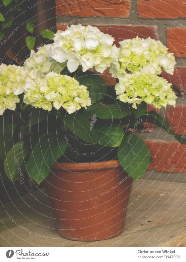 *500* A small white hydrangea in a clay pot stands outside on sandstone in front of a red brick facade Hydrangea Hydrangea blossom Hydrangea leaf Pot plant