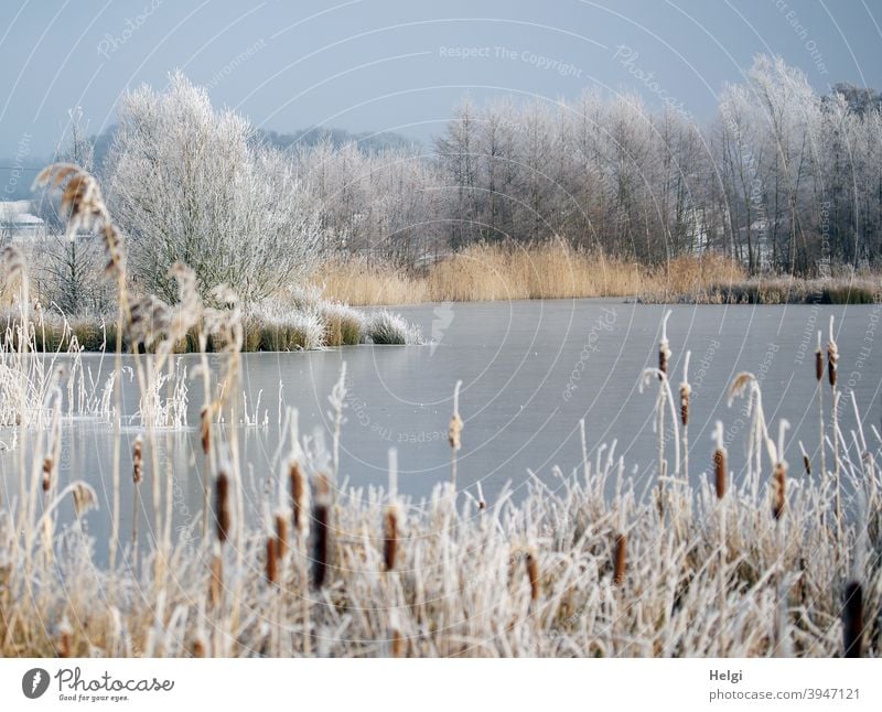 Winter at the pond - frozen pond, plants and bushes on the shore covered with hoarfrost Hoar frost Pond Lake Lakeside Cattail (Typha) Plant reed shrub Tree