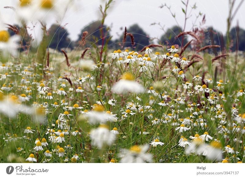 Summer flower meadow with chamomile and grasses, in the background trees and gray sky Summerflower Flower Flower meadow blossoms Meadow wild flowers Landscape