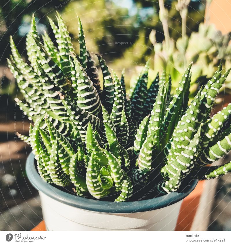Haworthia succulent plant in a pot gardening exotic potted plant texture organic cactus crassulaceae leaves exotic plant green leaves no people nobody sun sunny