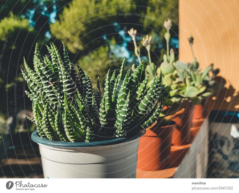 Haworthia succulent plant in a pot gardening exotic potted plant texture organic cactus crassulaceae leaves exotic plant green leaves no people nobody sun sunny