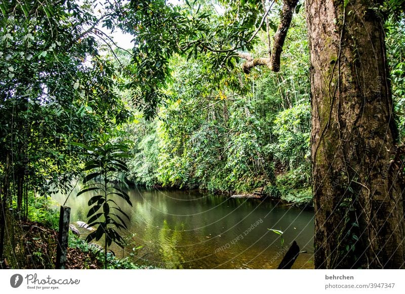 far away | in the middle of the rainforest jungles Primordial Forest Green Climate protection Vacation & Travel Tree Palm tree Climate change Tourism Landscape
